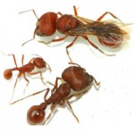 kiến, đăc điểm của kiến